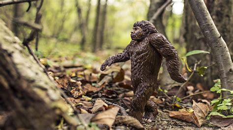 vrai photo de yeti|Cet homme a passé soixante ans à chercher le yéti (et a fini par .